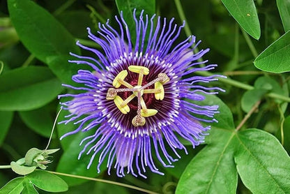 Passion Flower Passiflora Seeds Flower seeds for Planting Premium Quality Heirloom & GMO Free Seeds for Home Garden