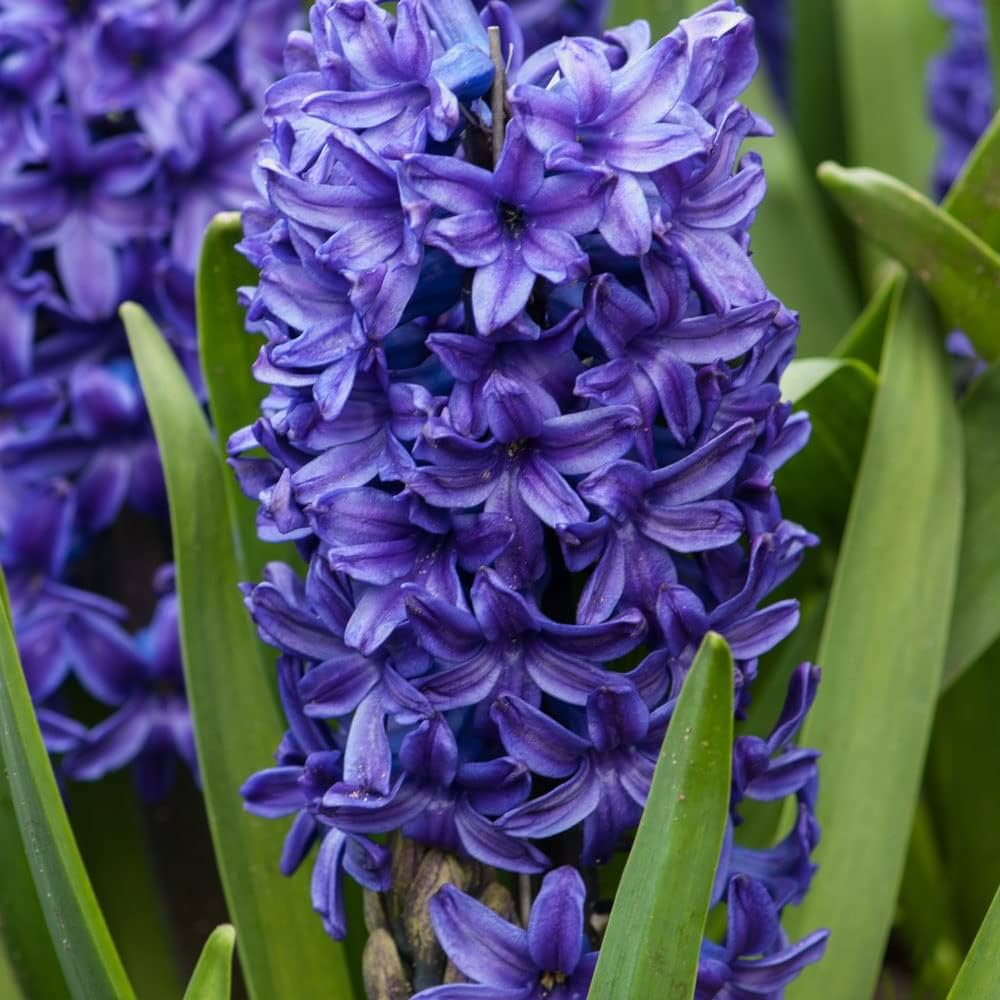 Sky Blue Hyacinthus Orientalis Flower seeds for Planting Cut Flower Favorite, Heirloom & GMO Free Seeds for Home Garden vegetable and garden seeds