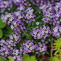 Lobularia Maritima Flower seeds for Planting Pollinator Friendly, Heirloom & GMO Free Seeds for Home Garden seeds for planting