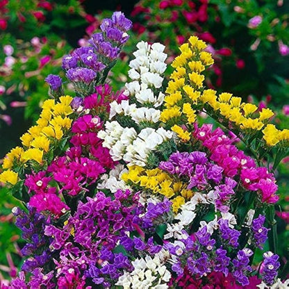 Statice Flower seeds for Planting Cut Flower Favorite Heirloom & GMO Free Seeds for Home Garden