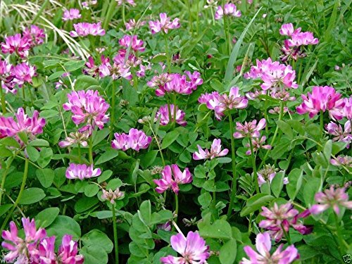 Crown Vetch Pink Flower seeds for Planting Vibrant Colors, Heirloom & GMO Free Seeds for Home Garden vegetable and garden seeds
