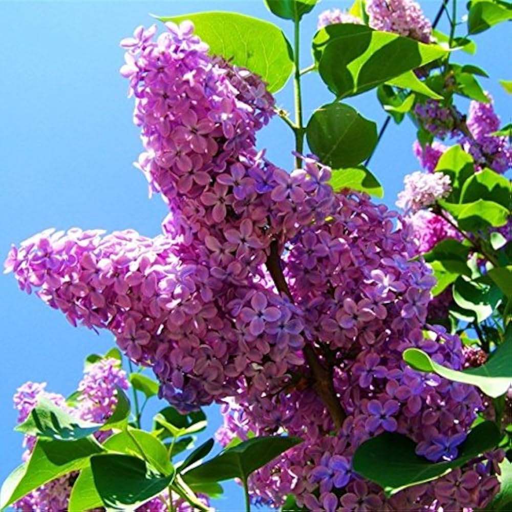 Purple Fragrant Flower seeds for Planting Compact Growth, Heirloom & GMO Free Seeds for Home Garden seeds for planting