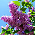 Purple Fragrant Flower seeds for Planting Compact Growth, Heirloom & GMO Free Seeds for Home Garden seeds for planting