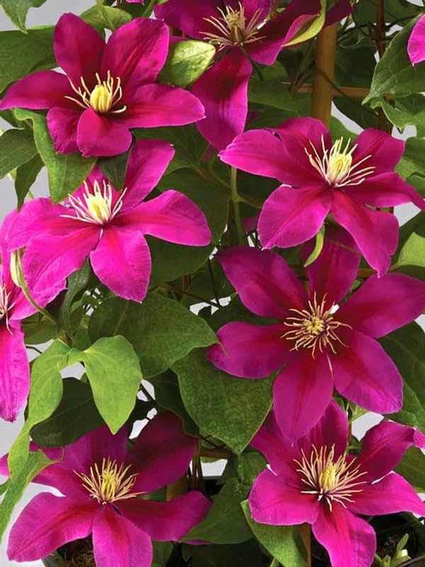 Premium Deep Pink Clematis Flower seeds for Planting Drought Tolerant, Heirloom & GMO Free Seeds for Home Garden seeds