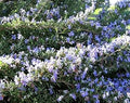 Purple Rosmarinus Flower seeds for Planting Pollinator Friendly, Heirloom & GMO Free Seeds for Home Garden seeds for planting