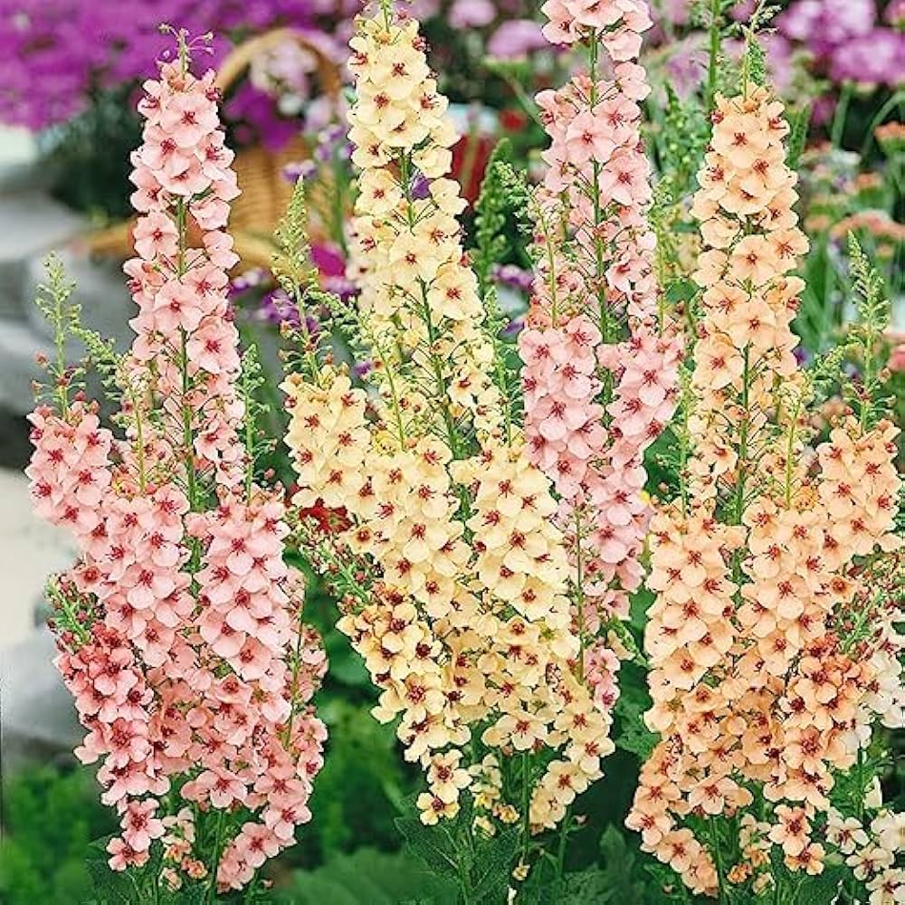 Mixed Mullein Flower seeds for Planting Shade Tolerant Heirloom & GMO Free Seeds for Home Garden