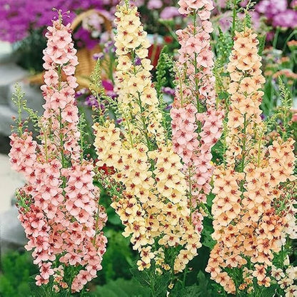 Mixed Mullein Flower seeds for Planting Shade Tolerant Heirloom & GMO Free Seeds for Home Garden