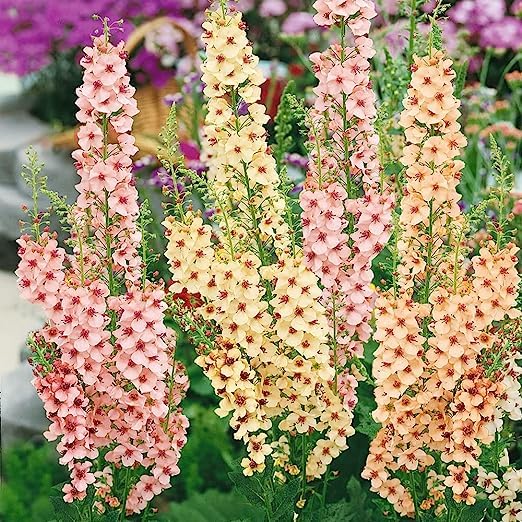 Verbascum Flower seeds for Planting Pollinator Friendly Heirloom & GMO Free Seeds for Home Garden