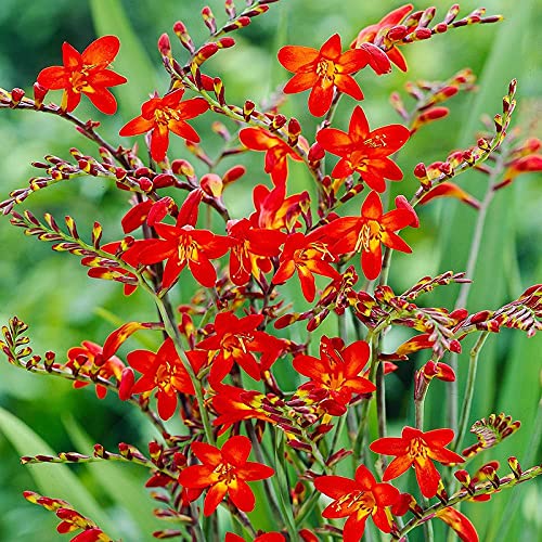 Bressingham Flower seeds for Planting Hardy Variety, Heirloom & GMO Free Seeds for Home Garden vegetable and garden seeds