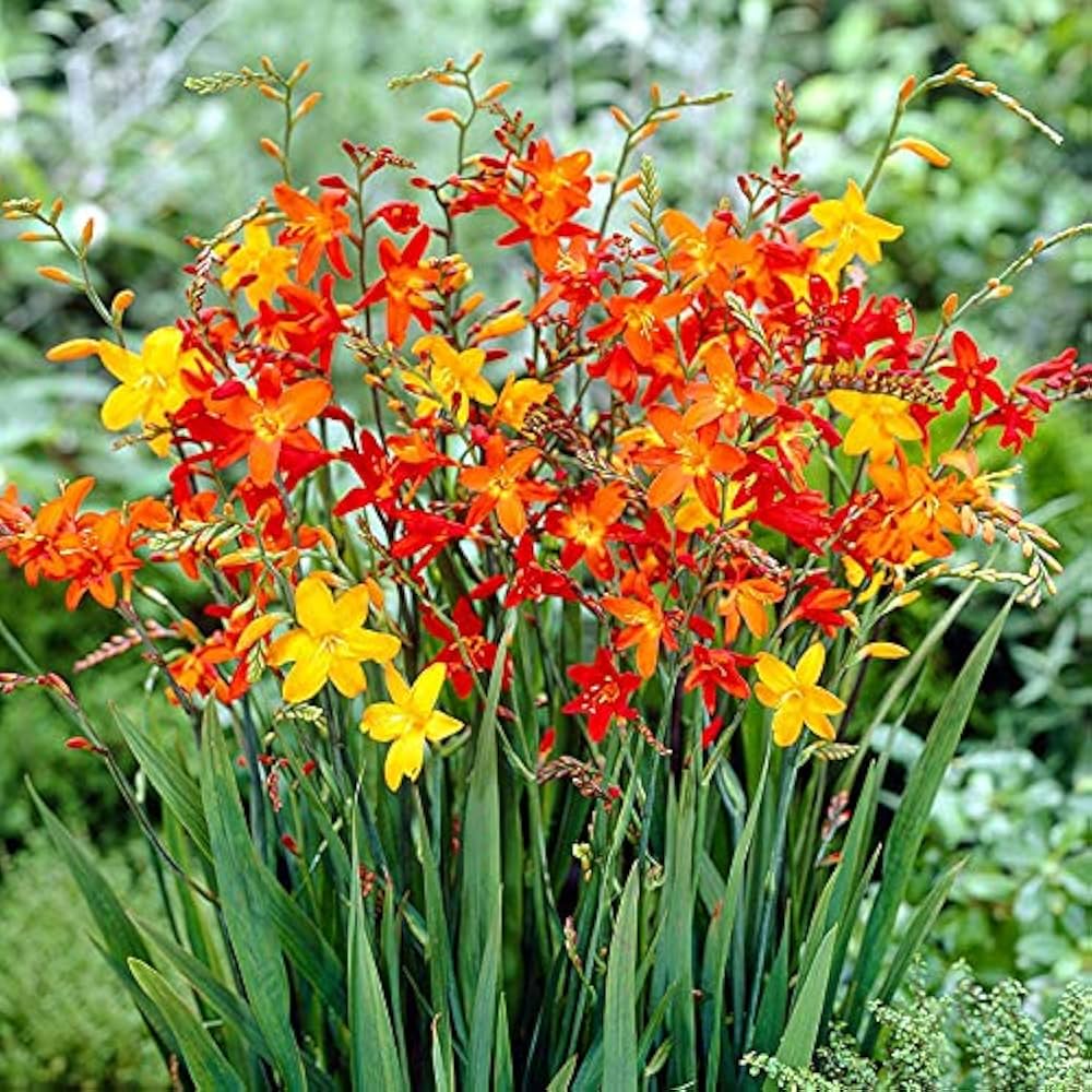 Crocosmia Flower seeds for Planting Wildflower Mix, Heirloom & GMO Free Seeds for Home Garden seeds for planting