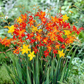 Crocosmia Flower seeds for Planting Wildflower Mix, Heirloom & GMO Free Seeds for Home Garden seeds for planting