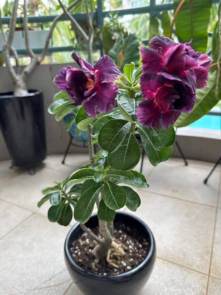 Purple Adenium Obesum Flower seeds for Planting Drought Tolerant, Heirloom & GMO Free Seeds for Home Garden vegetable and garden seeds