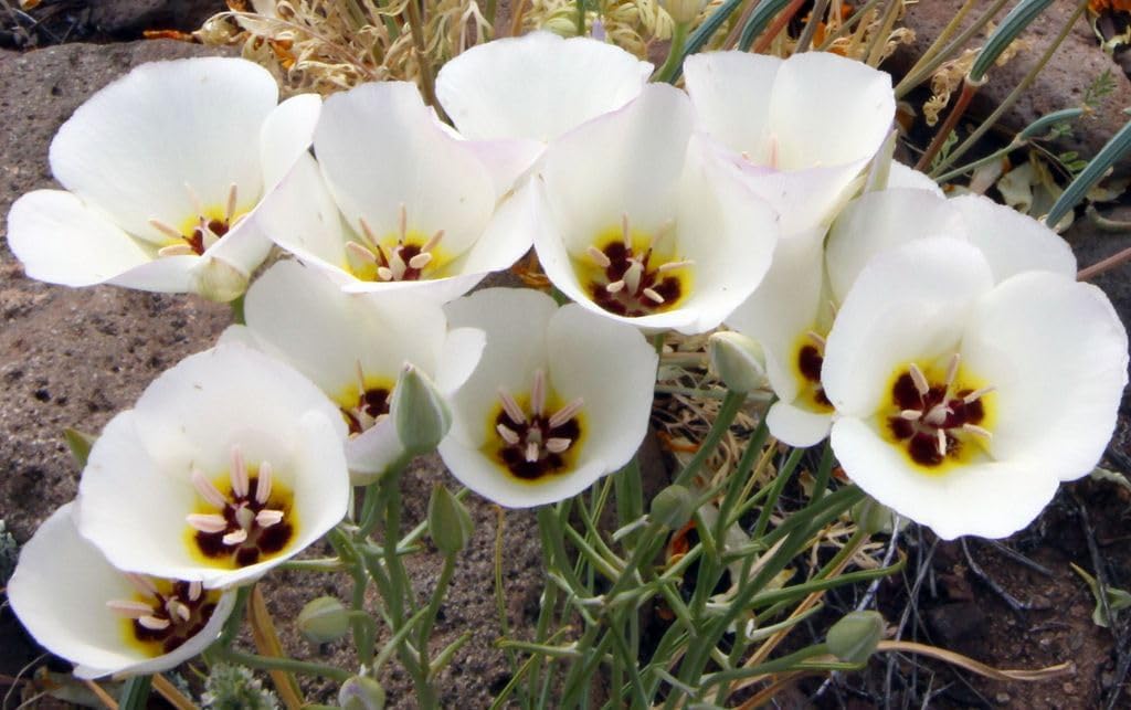 Calochortus Flower seeds for Planting - Bright Blooms, Heirloom & GMO Free Seeds for Home Garden