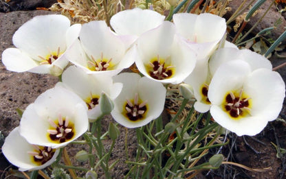 Calochortus Flower seeds for Planting - Bright Blooms, Heirloom & GMO Free Seeds for Home Garden
