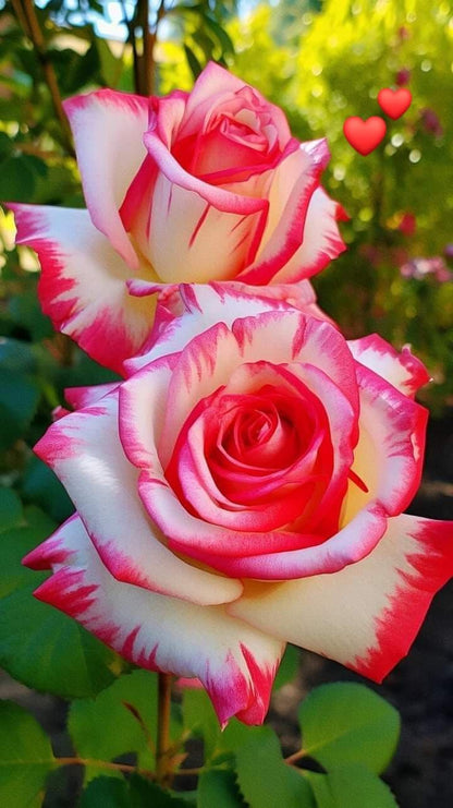 Rose Flower seeds for Planting Easy to Grow Heirloom & GMO Free Seeds for Home Garden
