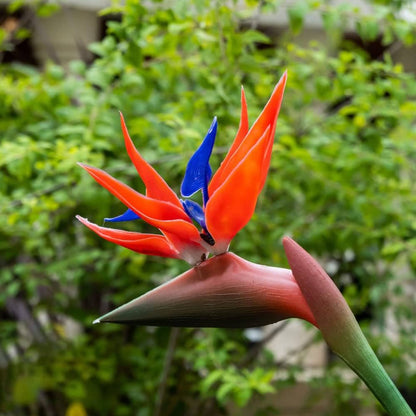 Red Strelitzia Reginae Flower seeds for Planting Hardy Variety Heirloom & GMO Free Seeds for Home Garden
