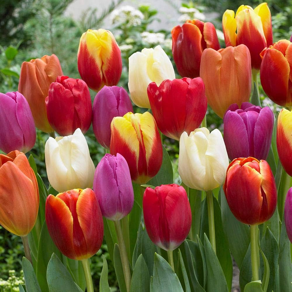 High quality Tulip Flower seeds for Planting Compact Growth, Heirloom & GMO Free Seeds for Home Garden seeds pack