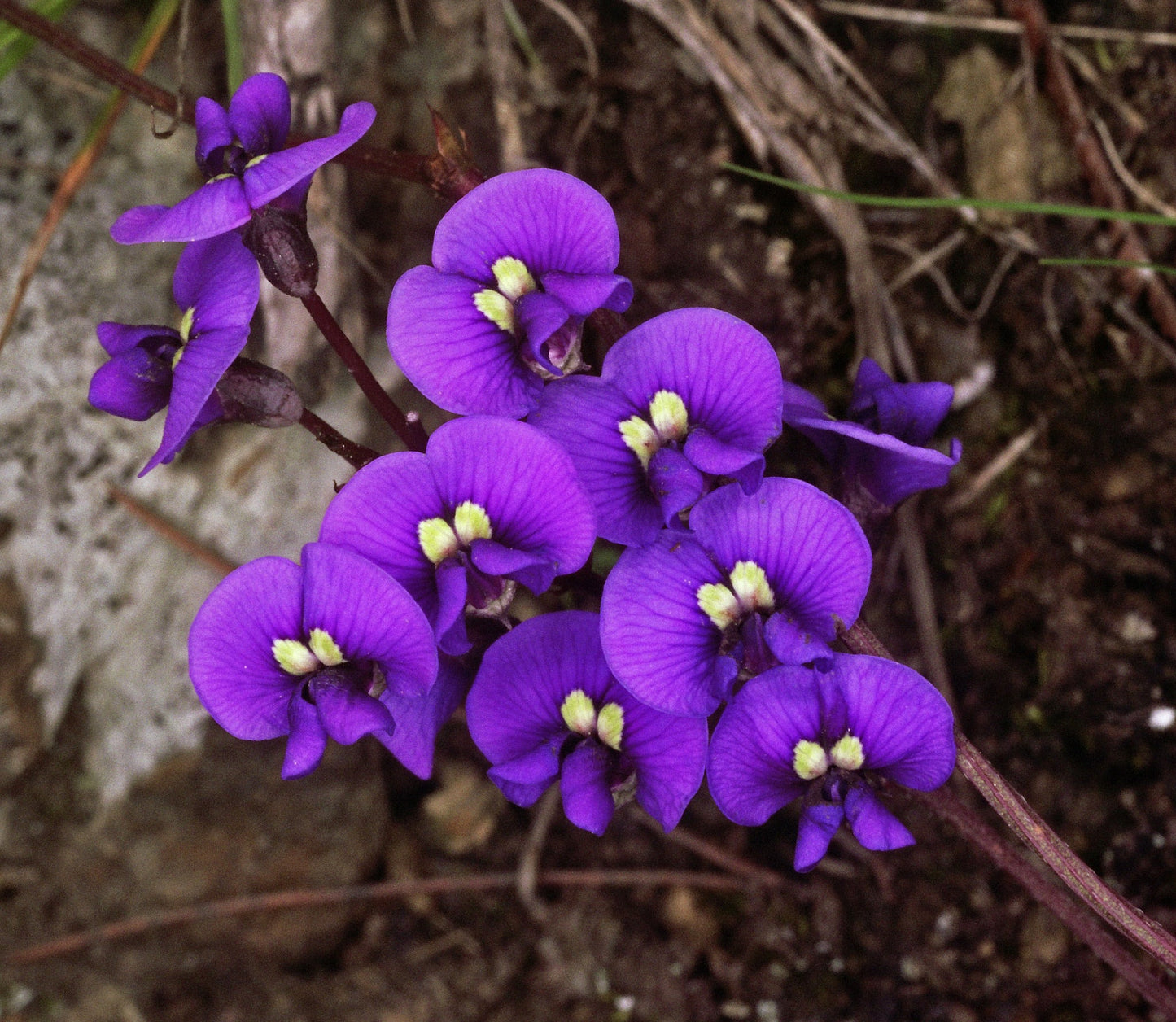Hardenbergia Flower seeds for Planting Hardy Variety Heirloom & GMO Free Seeds for Home Garden