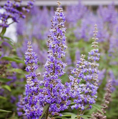 Chasteberry Flower seeds for Planting Bright Blooms Heirloom & GMO Free Seeds for Home Garden