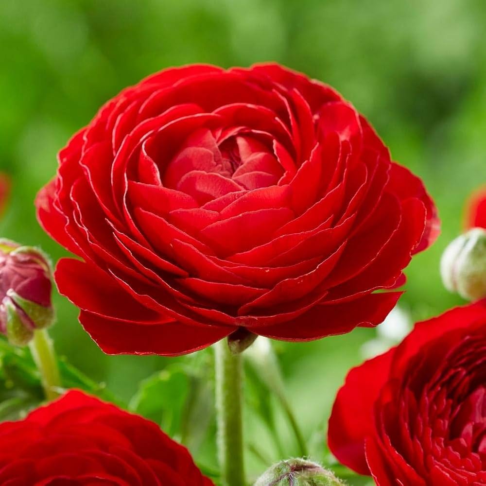 Red Ranunculus Flower seeds for Planting Compact Growth, Heirloom & GMO Free Seeds for Home Garden seeds for planting