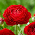 Red Ranunculus Flower seeds for Planting Compact Growth, Heirloom & GMO Free Seeds for Home Garden seeds for planting