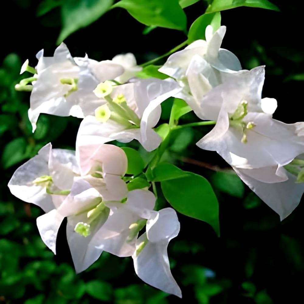 White Bougainvillea Kousa Flower seeds for Planting Easy to Grow, Heirloom & GMO Free Seeds for Home Garden seeds for planting