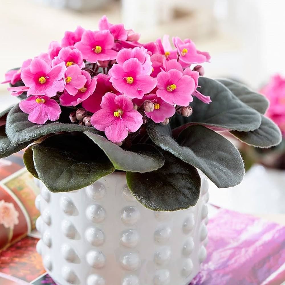 Pink & White Saintpaulia Flower seeds for Planting Drought Tolerant, Heirloom & GMO Free Seeds for Home Garden seeds for planting