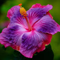 Pink Blue Hibiscus Flower seeds for Planting Hardy Variety, Heirloom & GMO Free Seeds for Home Garden seeds for planting