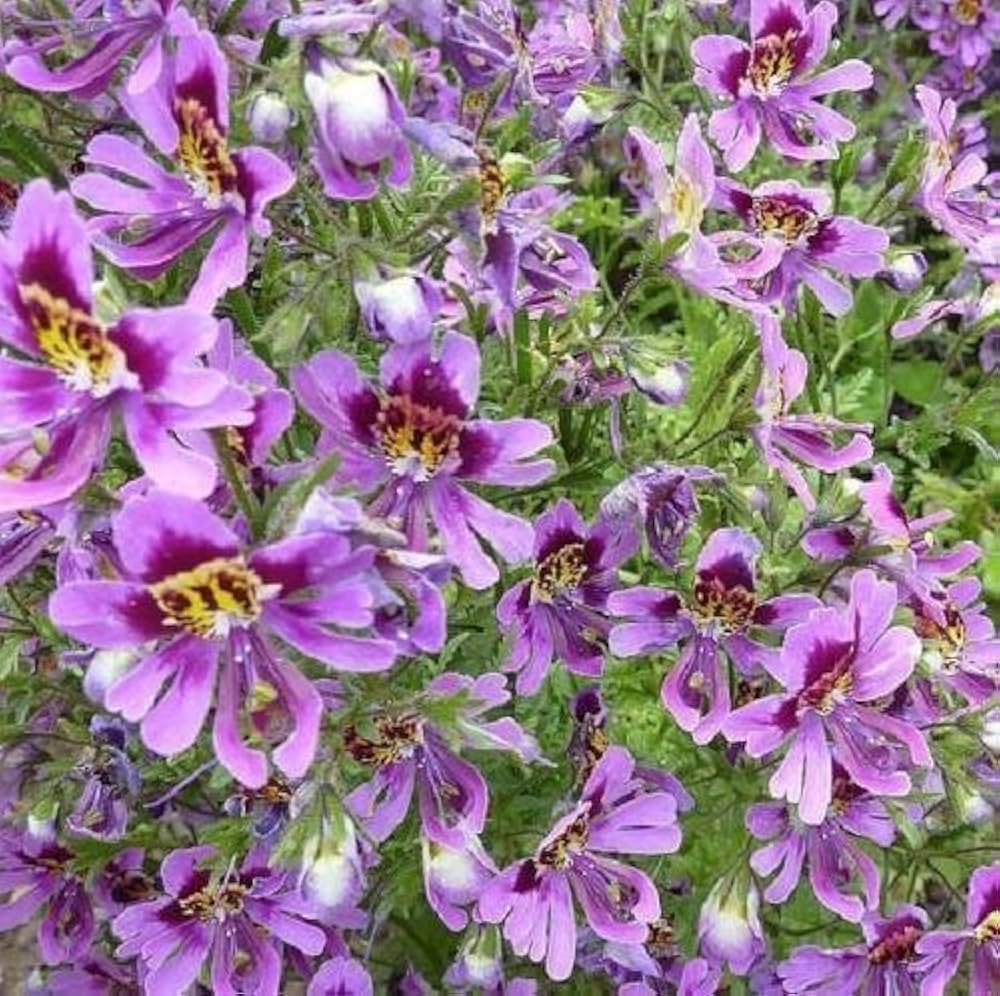 Purple Schizanthus Flower seeds for Planting Drought Tolerant, Heirloom & GMO Free Seeds for Home Garden vegetable and garden seeds