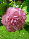 Purple & Pink Camellia Flower seeds for Planting Wildflower Mix, Heirloom & GMO Free Seeds for Home Garden seeds for planting