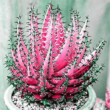 Aloe Cameron Seeds: Light Pink Variety for Striking Planting
