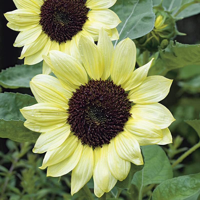 Sunflower Buttercream Flower seeds for Planting Bright Blooms Heirloom & GMO Free Seeds for Home Garden
