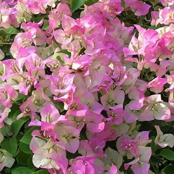 Pink & White Bougainvillea Flower seeds for Planting Perfect for Borders, Heirloom & GMO Free Seeds for Home Garden seeds for planting
