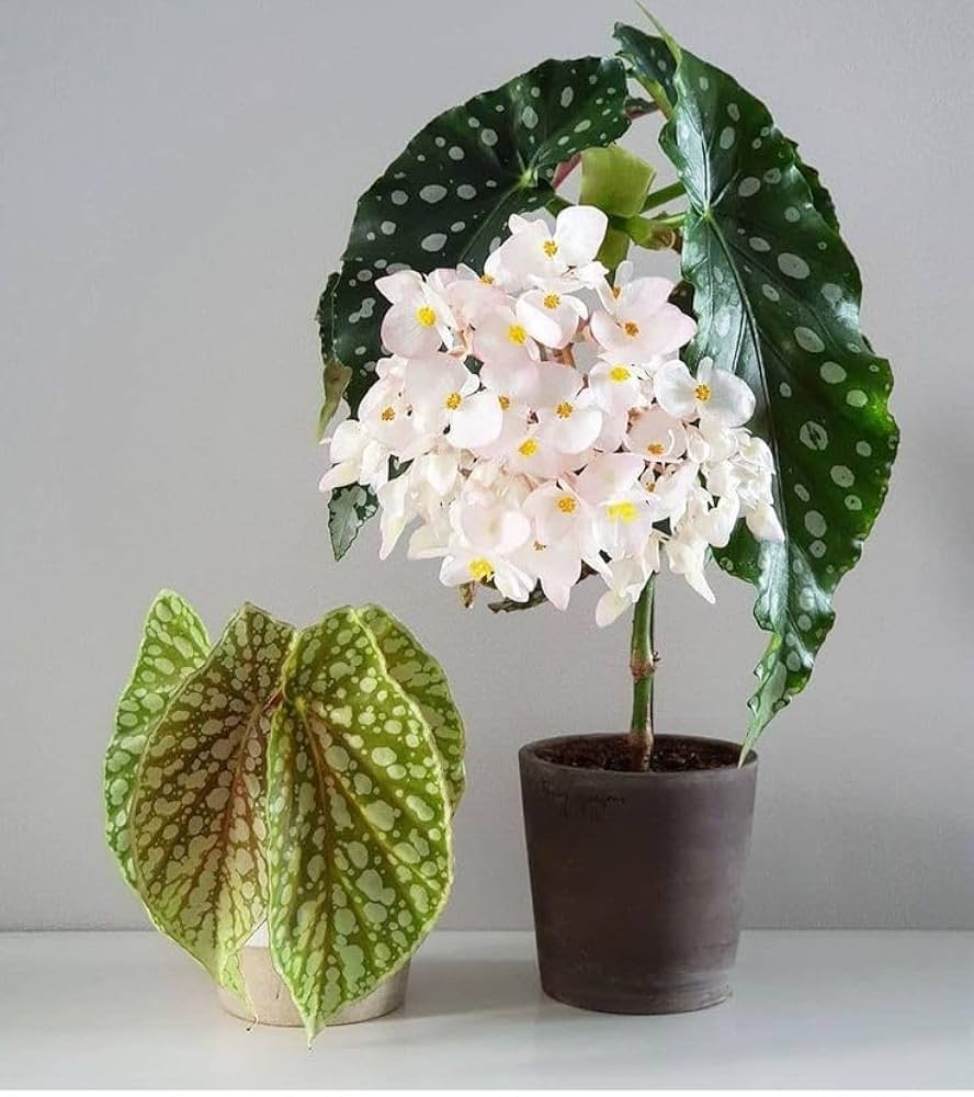 Begonia Maculata Flower seeds for Planting Easy to Grow Heirloom & GMO Free Seeds for Home Garden