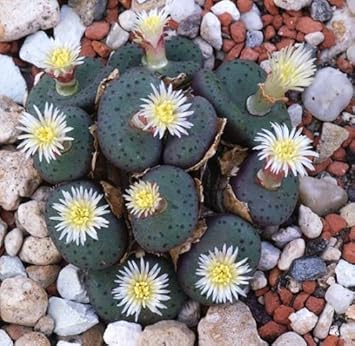 Green Conophytum Obcordellum Flower seeds for Planting Perfect for Borders, Heirloom & GMO Free Seeds for Home Garden seeds for planting