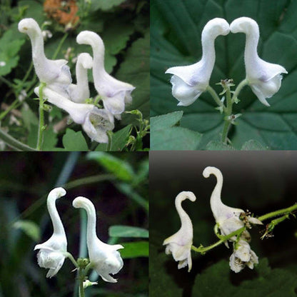 Swan Flower seeds for Planting Fragrant Blossoms Heirloom & GMO Free Seeds for Home Garden