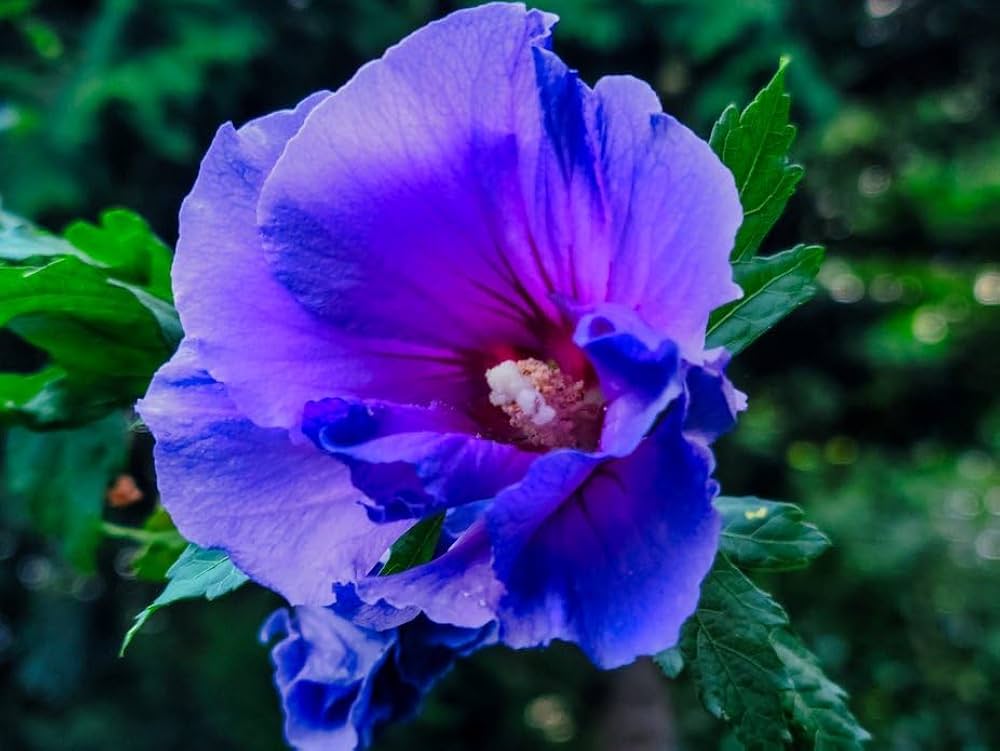 Hibiscus Dark Blue Flower seeds for Planting Garden Favorite, Heirloom & GMO Free Seeds for Home Garden vegetable and garden seeds