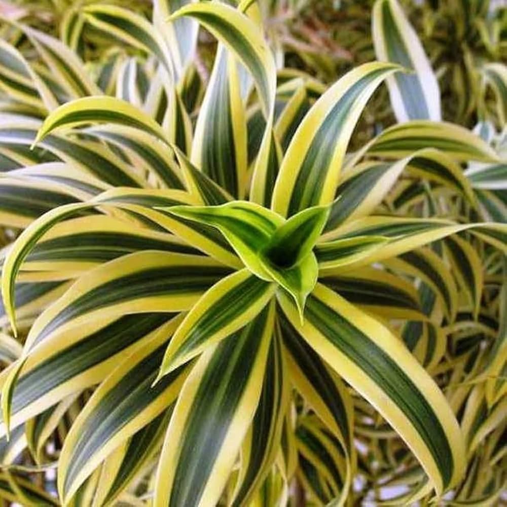 High quality Green Dracaena Fargans Flower seeds for Planting Long Bloom Season, Heirloom & GMO Free Seeds for Home Garden seeds pack