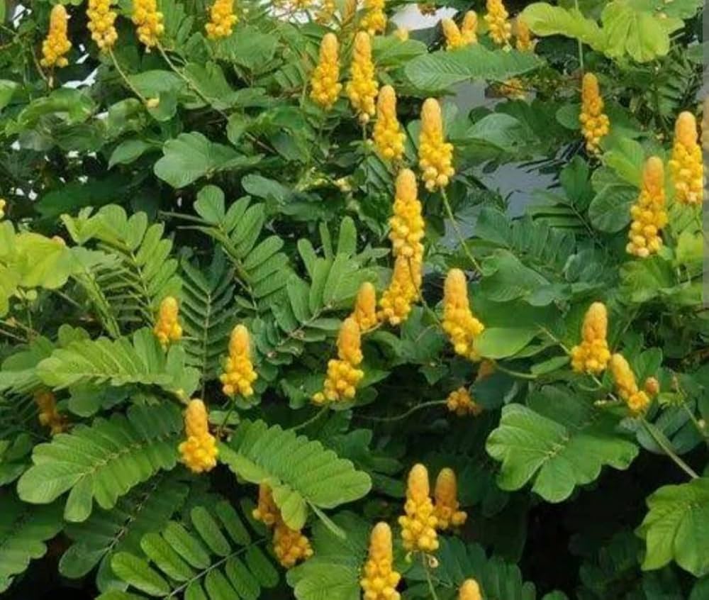 Premium Yellow Candlestick Flower seeds for Planting Pollinator Friendly, Heirloom & GMO Free Seeds for Home Garden seeds
