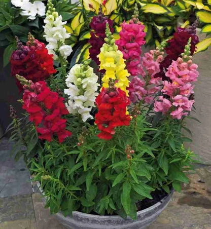 Antirrhinum Majus Flower seeds for Planting Drought Tolerant Heirloom & GMO Free Seeds for Home Garden