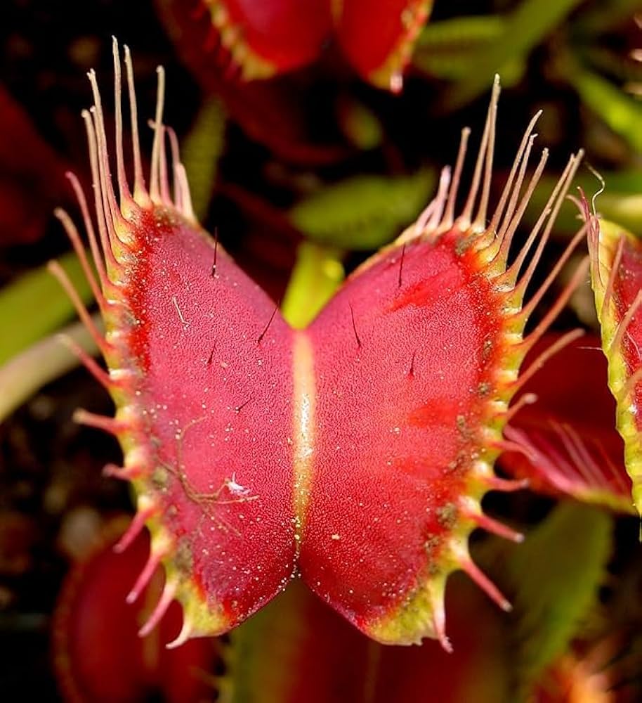 Premium Insectivorous Flower seeds for Planting Shade Tolerant, Heirloom & GMO Free Seeds for Home Garden seeds