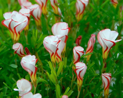 Oxalis Flower seeds for Planting - Fragrant Blossoms, Heirloom & GMO Free Seeds for Home Garden