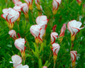 Orange Oxalis Versicolor Flower seeds for Planting Premium Quality, Heirloom & GMO Free Seeds for Home Garden seeds for planting