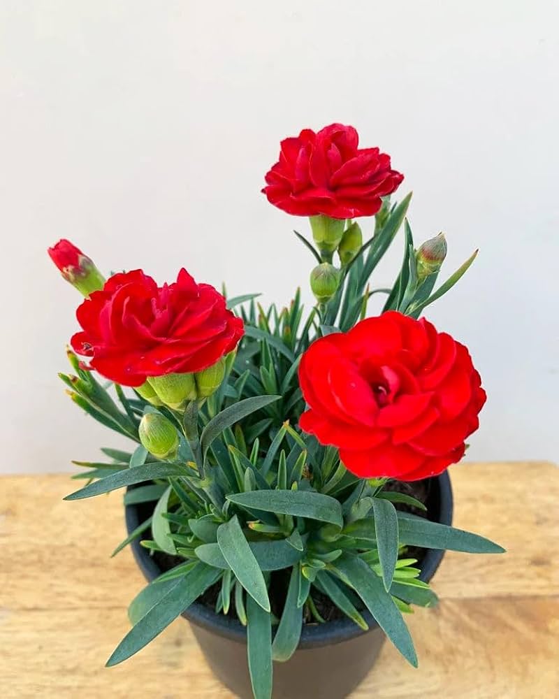 Carnation Dianthus Flower seeds for Planting Pollinator Friendly Heirloom & GMO Free Seeds for Home Garden