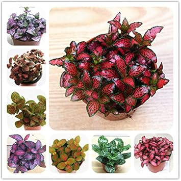 Premium Mixed Fittonia Verschaffeltii Flower seeds for Planting Cut Flower Favorite, Heirloom & GMO Free Seeds for Home Garden seeds