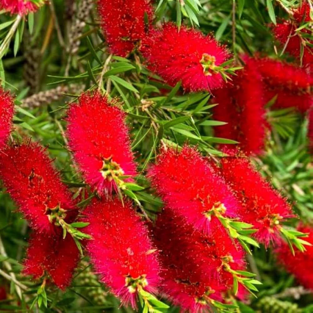 Brush Flower seeds for Planting Drought Tolerant, Heirloom & GMO Free Seeds for Home Garden vegetable and garden seeds