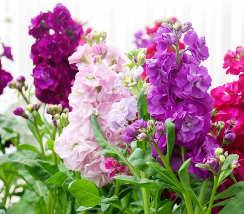 Matthiola Incana Flower seeds for Planting Shade Tolerant, Heirloom & GMO Free Seeds for Home Garden vegetable and garden seeds