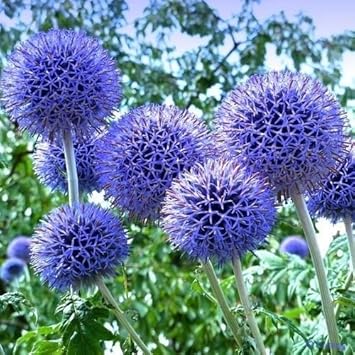 Blue Echinops Ritro Flower seeds for Planting Premium Quality, Heirloom & GMO Free Seeds for Home Garden Sale seeds for planting