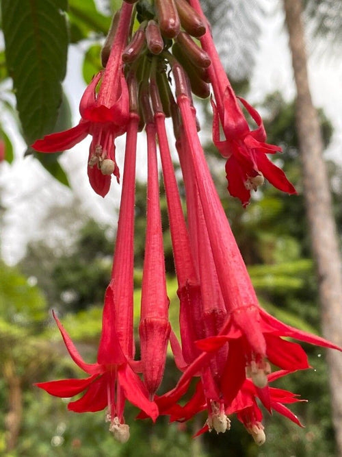Premium Bolivian Fuchsia Flower seeds for Planting Hardy Variety, Heirloom & GMO Free Seeds for Home Garden seeds
