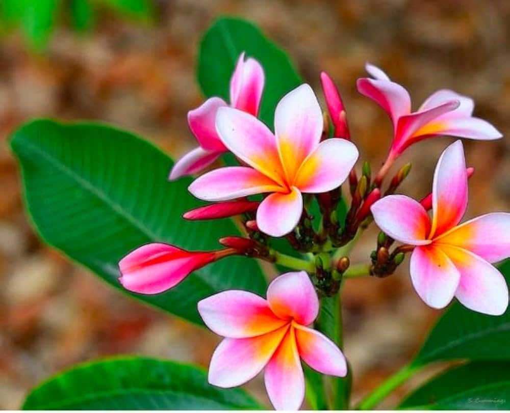 Premium Pink & Yellow Egg Flower seeds for Planting Low Maintenance, Heirloom & GMO Free Seeds for Home Garden seeds